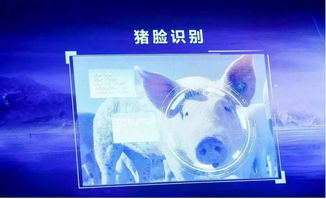 跨界風(fēng)云 馬云、劉強(qiáng)東為何在豬價(jià)暴漲之際“卷”入養(yǎng)豬大業(yè)？